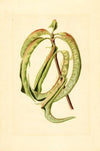 Prunus persica