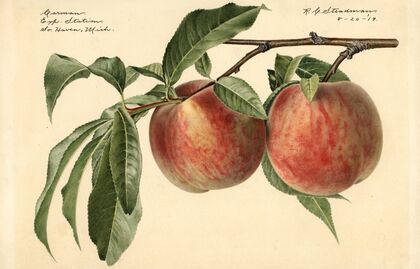 Prunus persica: Carman