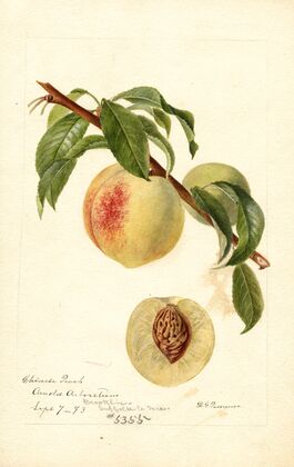 Prunus persica: Chinese