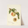 Prunus persica: Chinese by Deborah Griscom Passmore