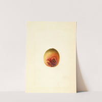 Prunus persica: Elberta by James Marion Shull