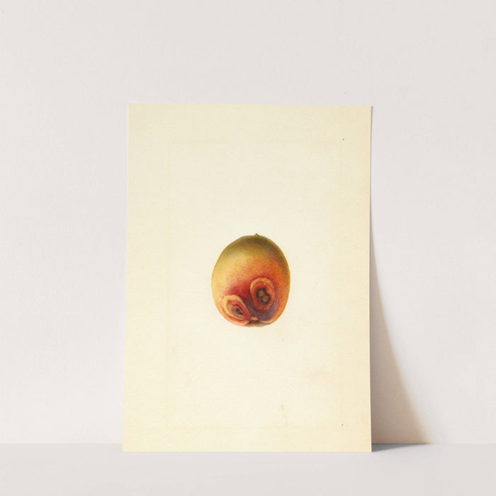 Prunus persica: Elberta by James Marion Shull