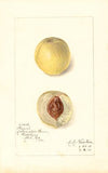 Prunus persica: Genii