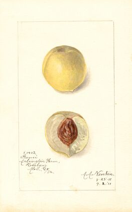 Prunus persica: Genii
