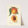 Prunus persica: Highland Beauty by Ellen Isham Schutt