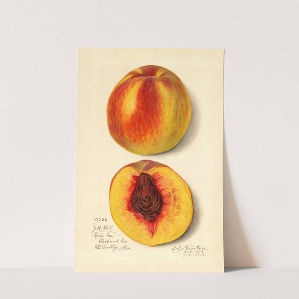 Prunus persica: J by Amanda Almira Newton