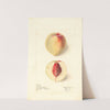 Prunus persica: Lord Palmerston by Elsie E. Lower