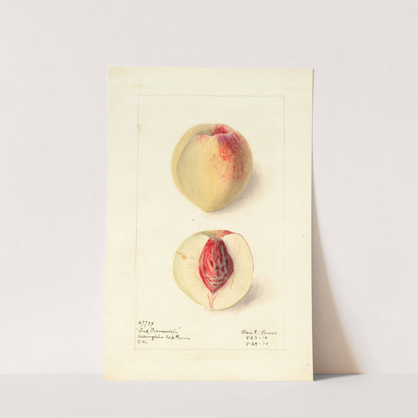 Prunus persica: Lord Palmerston by Elsie E. Lower