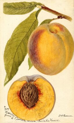 Prunus persica: Marcella