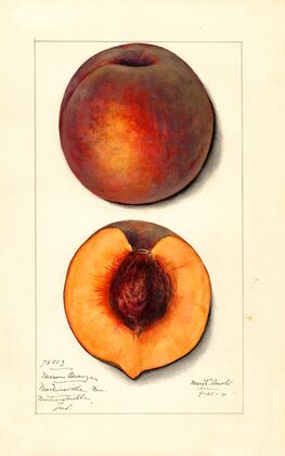 Prunus persica: Masons Orange