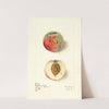 Prunus persica: Red River by Elsie E. Lower