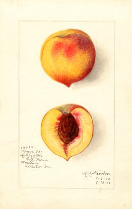 Prunus persica: Roser