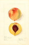 Prunus persica: Ruddings Late