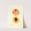 Prunus persica: Ruddings Late by Elsie E. Lower