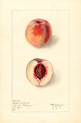 Prunus persica: Shipleys Late