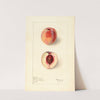 Prunus persica: Shipleys Late by Elsie E. Lower