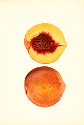 Prunus persica: Shipper