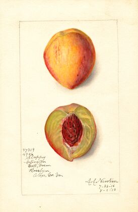 Prunus persica: Slappy