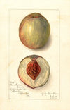 Prunus persica: Southern Early