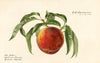 Prunus persica: St