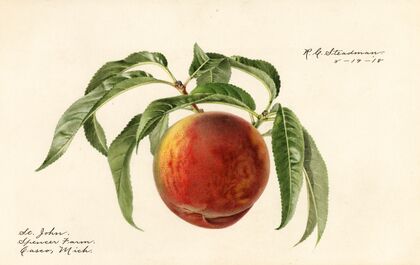 Prunus persica: St