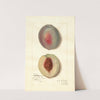 Prunus persica: Steadley by Amanda Almira Newton