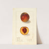 Prunus persica: Sterling by Ellen Isham Schutt
