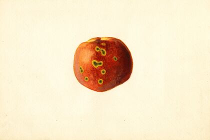 Prunus persica: Sutler Cling