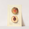 Prunus persica: Uneeda Cling by Ellen Isham Schutt