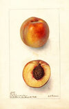 Prunus persica: Worthen