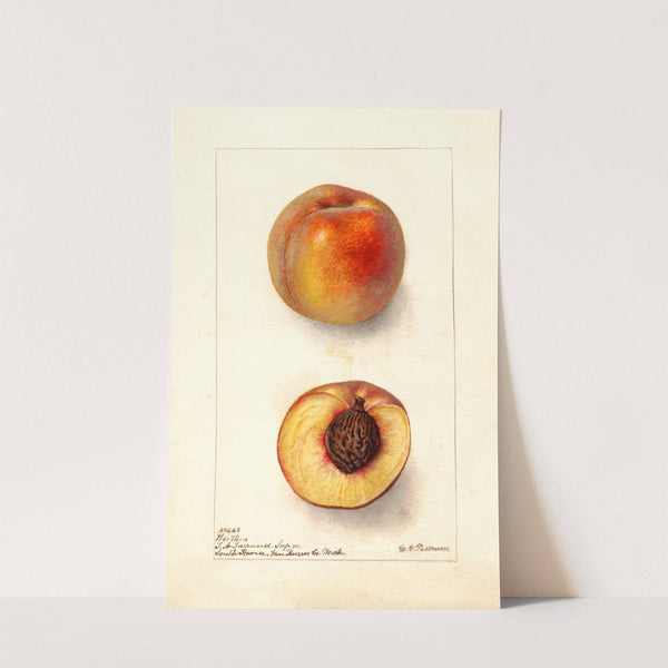 Prunus persica: Worthen by Deborah Griscom Passmore