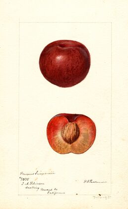 Prunus simonii