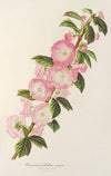 Prunus triloba