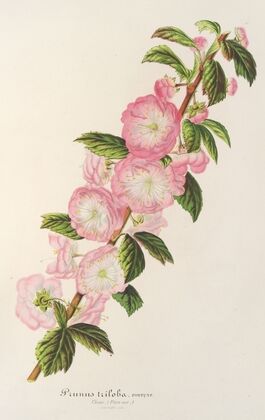 Prunus triloba