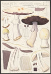 Psalliota Arvensis Schaeff. I, Uebergang zu (flavescens II) silvicola Vitt. (1915-1945)