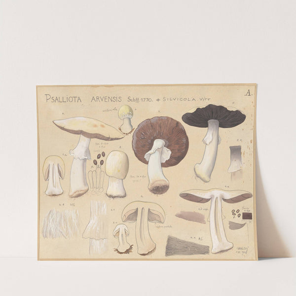 Psalliota arvensis Schff. 1770 + silvicola Vitt (1915-1945) by Hans Walty