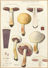 Psalliota costata (1915-1945)