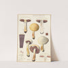 Psalliota costata (1915-1945) by Hans Walty