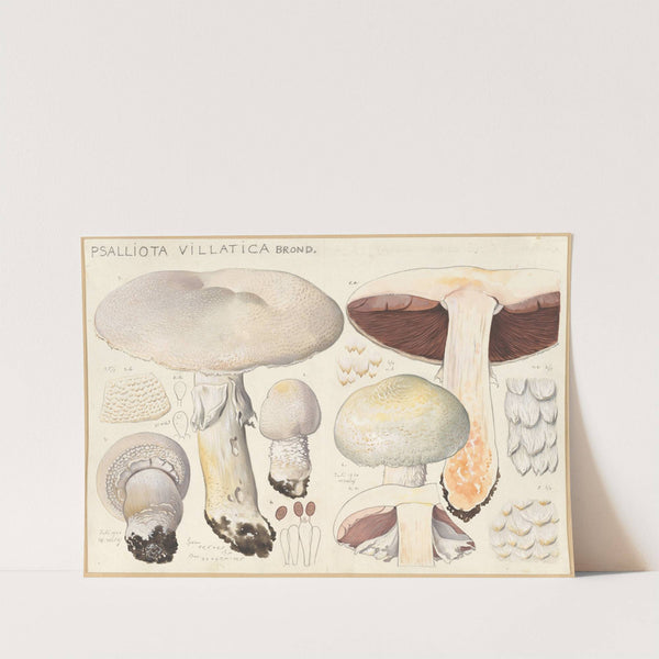 Psalliota villatica Brond. (1915-1945) by Hans Walty