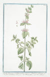 Pseudo Dictamnus verticillatus, inodorus – Dictamum adulterinum quibusdam verticillatum – Dittamo falso – Faux Dictame. (False Dittany)