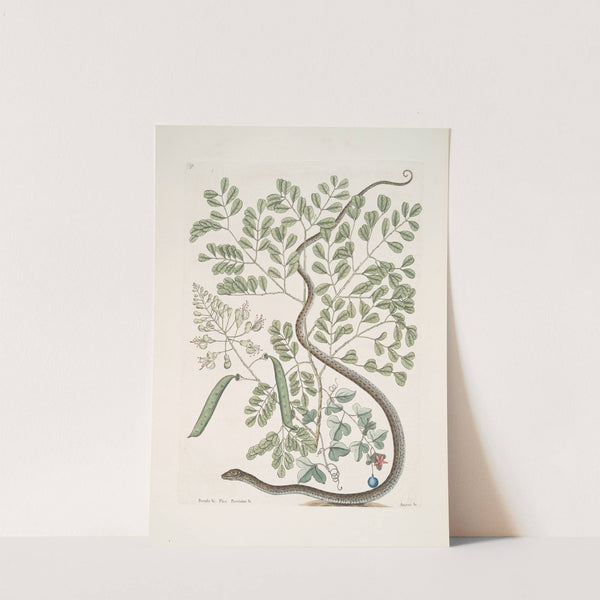 Pseudo-Santalum croceum, Brasiletto; Flos Passionis &amp;c.; Anguis gracilis maculatus, The Spotted Ribbon-Snake. by Mark Catesby