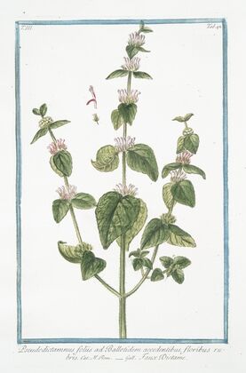 Pseudodictamnus foliis ad Ballotidem accedentibus, floribus rubris – Faux Dictame. (False Dittany, Ballota, ‘Nana’)