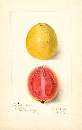 Psidium guajava: Red Fleshed — size preview