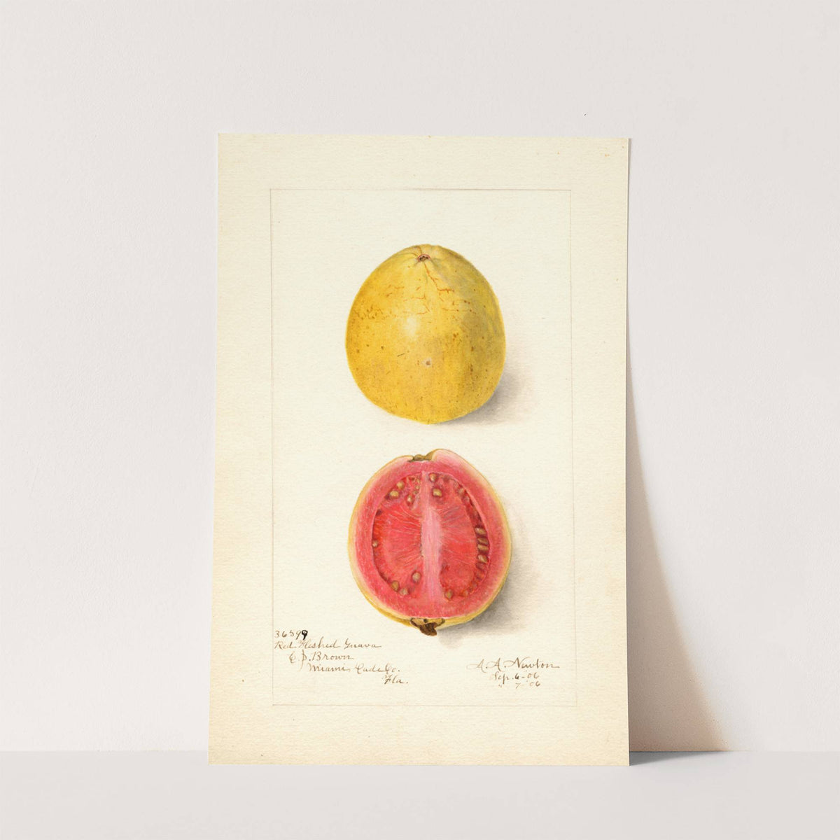 Psidium guajava: Red Fleshed by Amanda Almira Newton