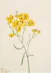 Psilostrophe sparsiflora (1938)