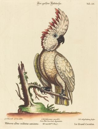 Psittacus albus cristatus maximus