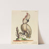 Psittacus albus cristatus maximus by Johann Sebastian Leitner