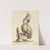 Psittacus albus cristatus maximus by Johann Sebastian Leitner