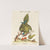 Psittacus minor gutture fusco, occidentalis by Johann Sebastian Leitner