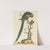 Psittacus minor viridis cauda longiore Occidentalis by Johann Sebastian Leitner